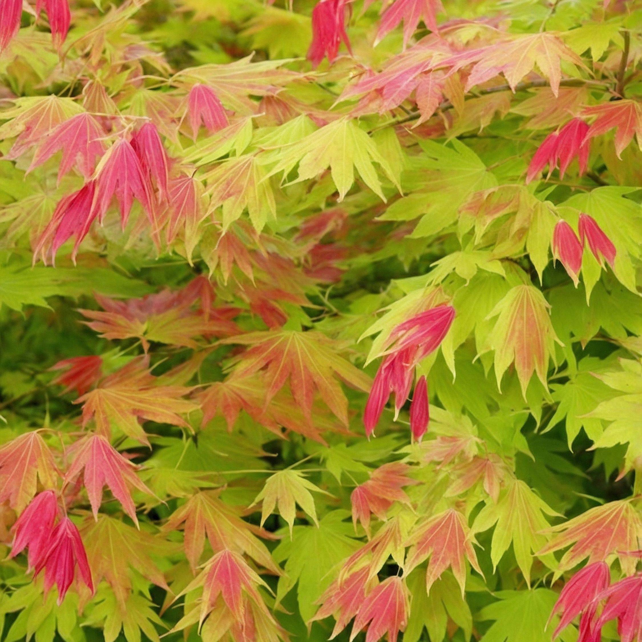 Érable du Japon - Acer palmatum 'Moonrise' - Hauteur 80-90cm - ⌀19cm - Image 5