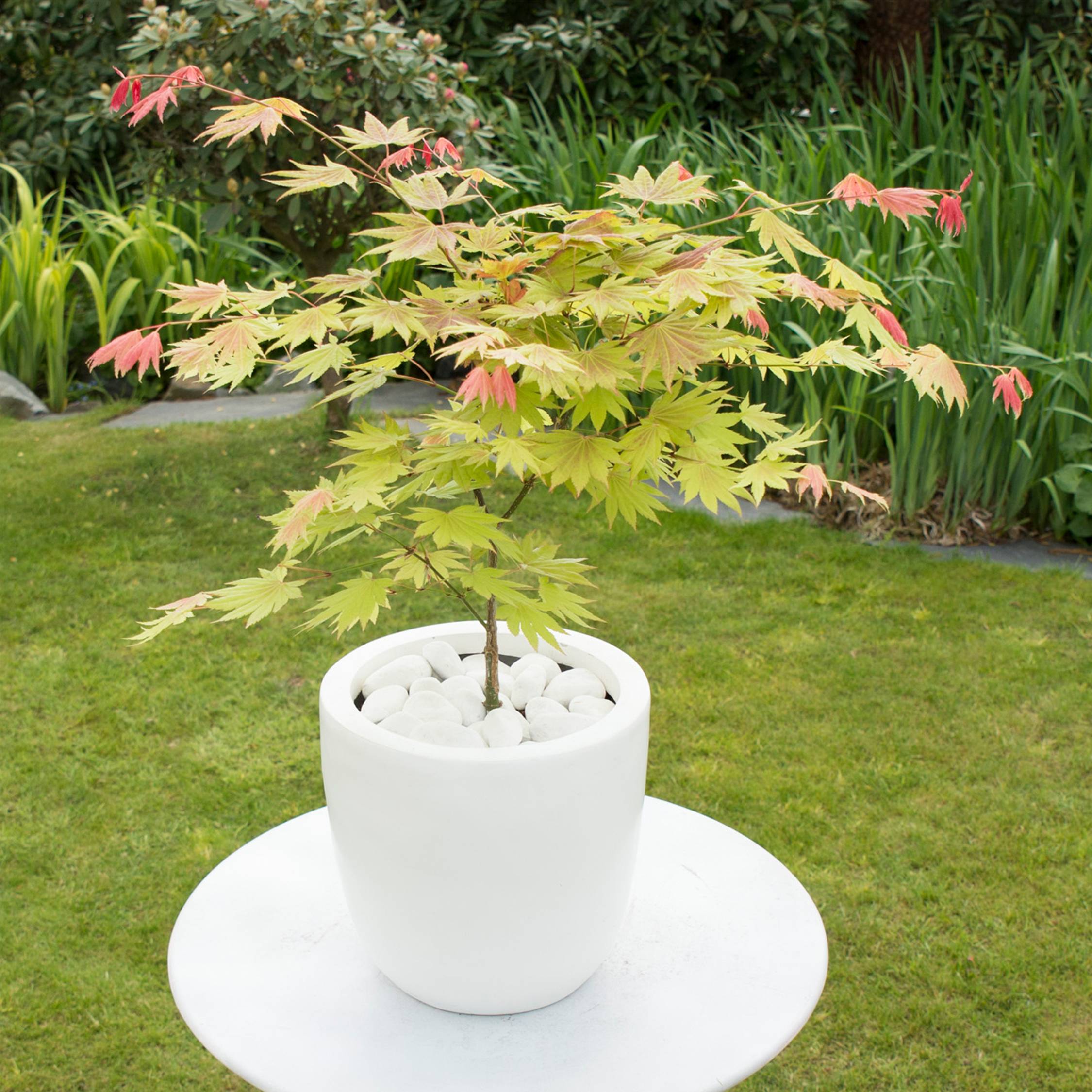 Érable du Japon - Acer palmatum 'Moonrise' - Hauteur 80-90cm - ⌀19cm - Image 3