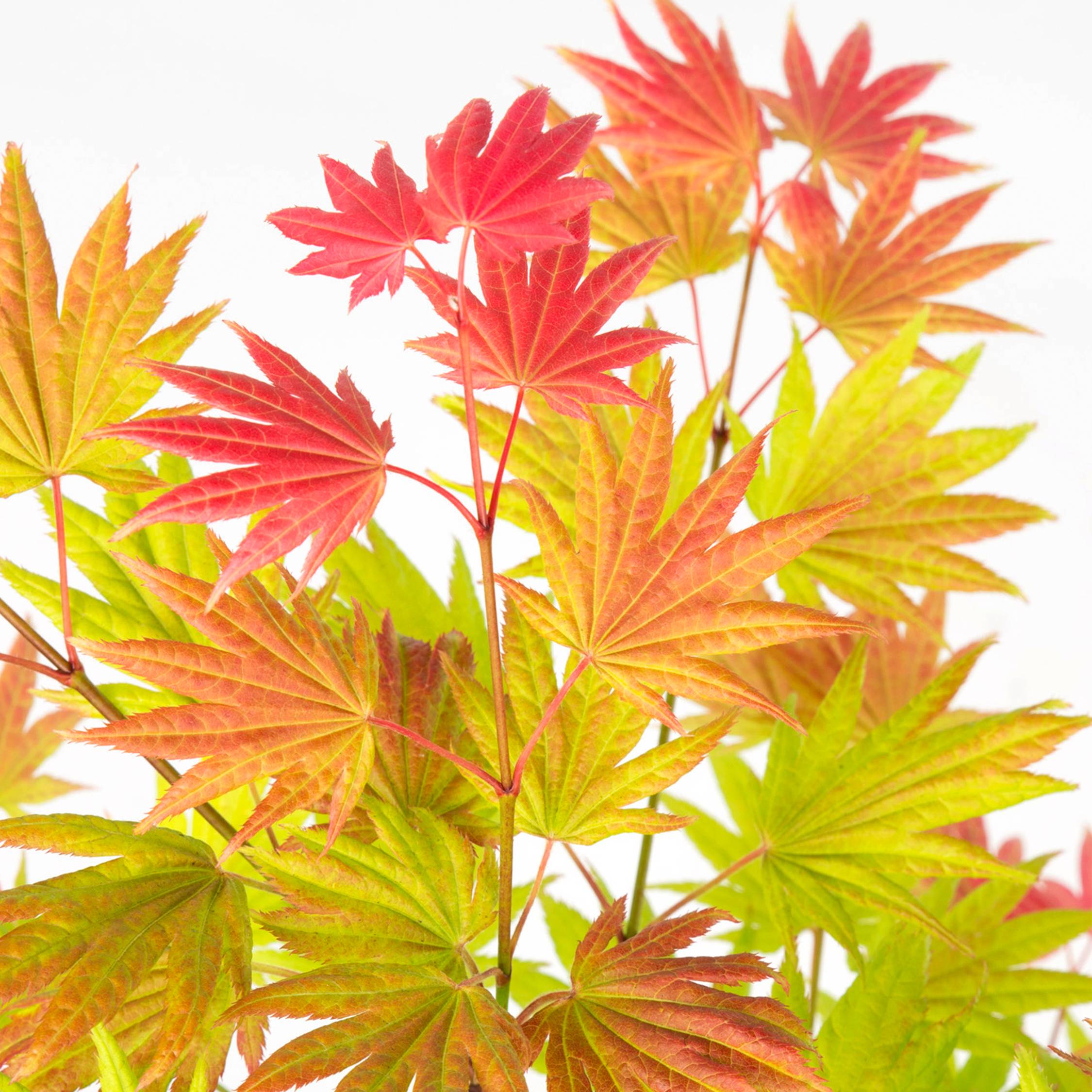 Érable du Japon - Acer palmatum 'Moonrise' - Hauteur 80-90cm - ⌀19cm - Image 4