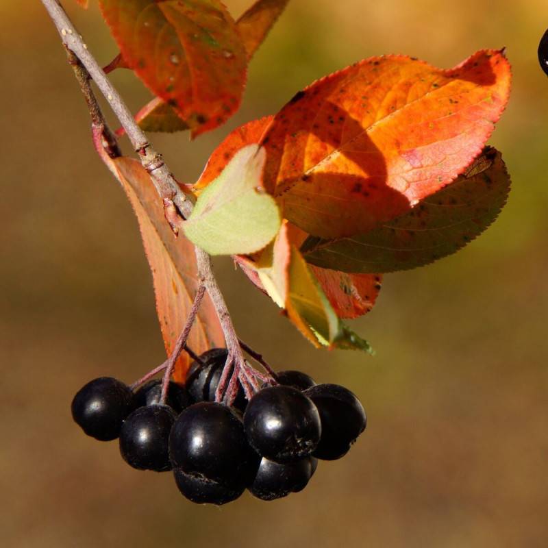 Aronie à feuille de prunier Nero, Aronia à fleurs Blanche - feuillage Caduc - Godet - 5/20 cm- hauteur à maturité De 1,00 m à 1,50 m - Image 1