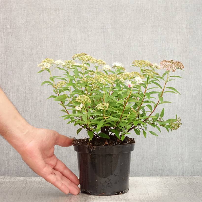 Promesse de Fleurs - Spirée japonaise Shirobana - Spiraea japonica Pot de 1L/1,5L - Image 2