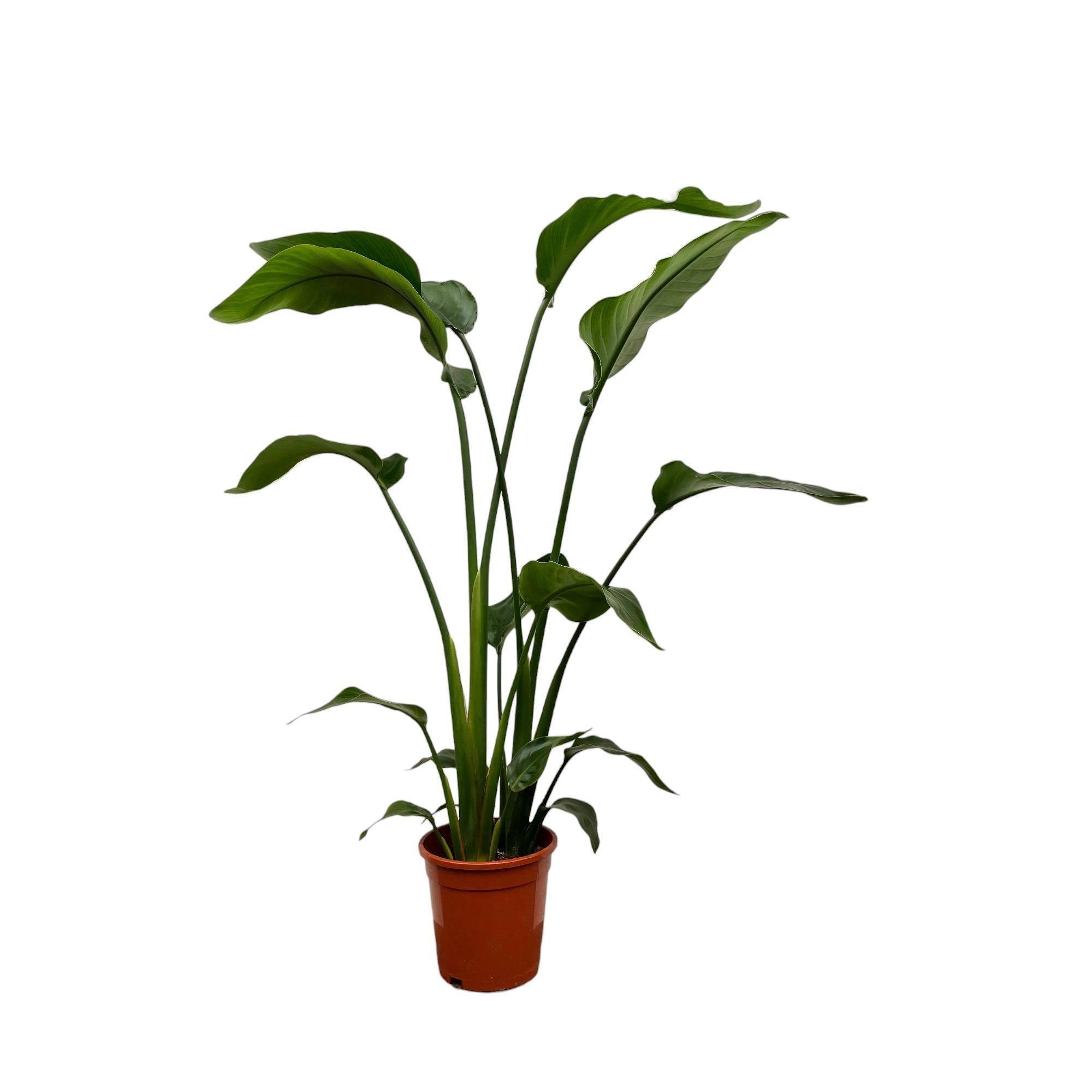 Strelitzia Nicolai - 100 cm - ø17 100cm - Plante d'intérieur- La Green Touch - Image 1