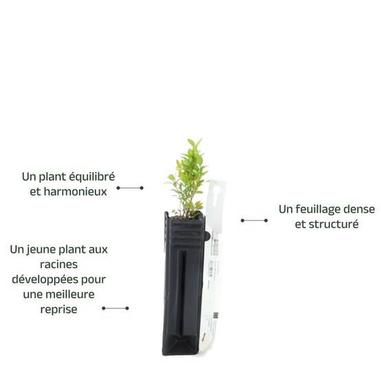 Buis commun (Buxus sempervirens) - Godet - Taille 10cm - Pépinières Naudet - Image 3