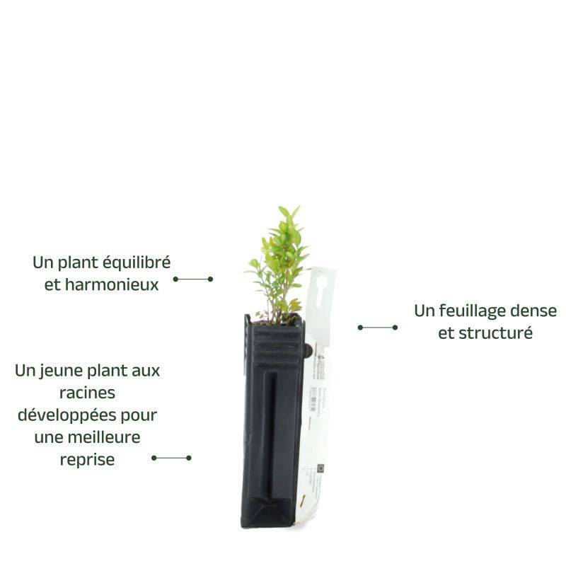 Buis commun (Buxus sempervirens) - Godet - Taille 10cm - Pépinières Naudet - Imagen 3
