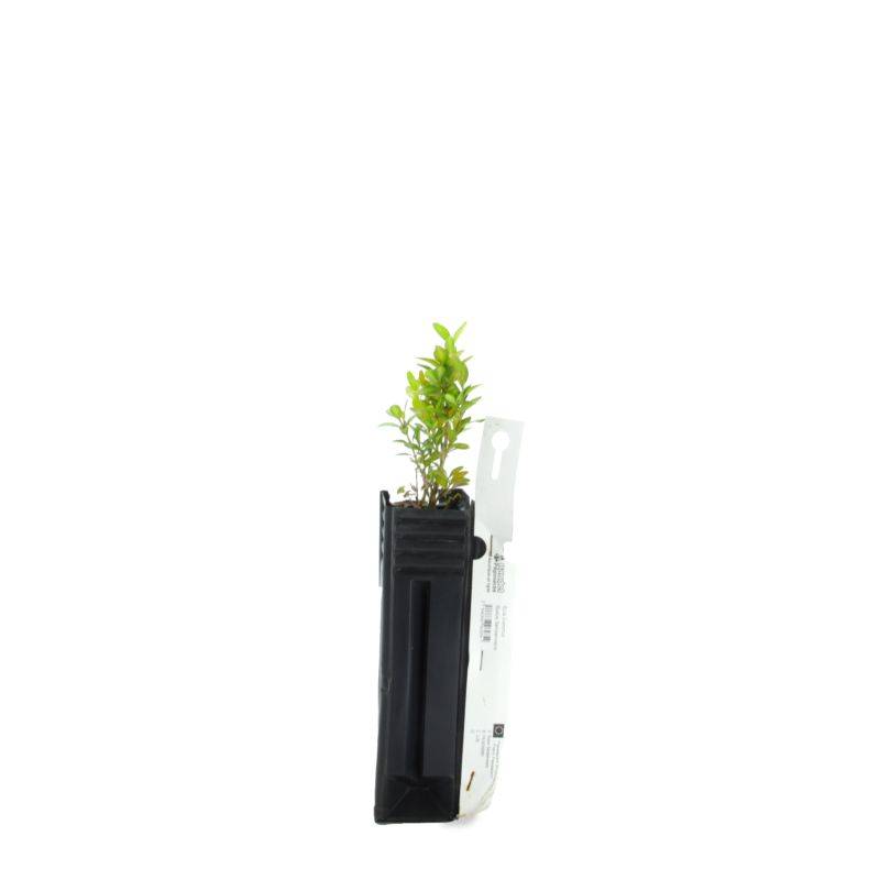 Buis commun (Buxus sempervirens) - Godet - Taille 10cm - Pépinières Naudet - Imagen 2