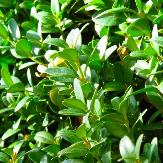 Buis commun (Buxus sempervirens) - Godet - Taille 10cm - Pépinières Naudet - Image 1