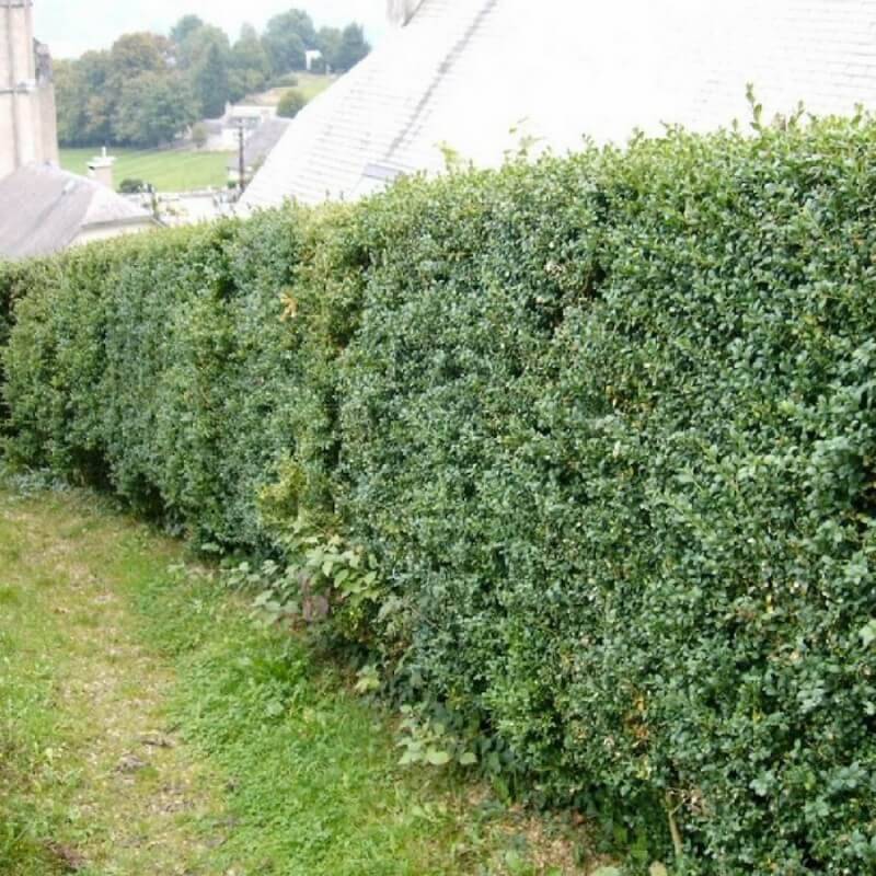 Buis commun (Buxus sempervirens) - Godet - Taille 10cm - Pépinières Naudet - Imagen 4