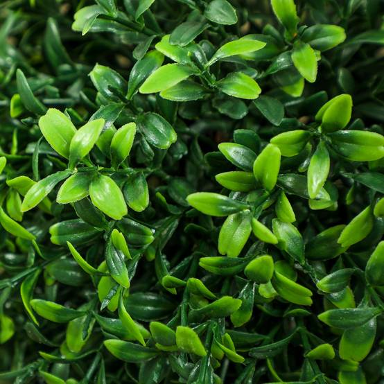 Lot de 2 plantes artificielles, buis, protégées UV, avec pot, vert - Image 10