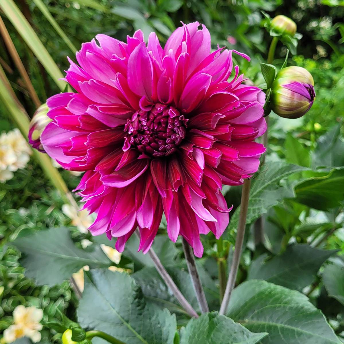 Dahlia décoratif à petites fleurs Tanita Bulbe calibre I