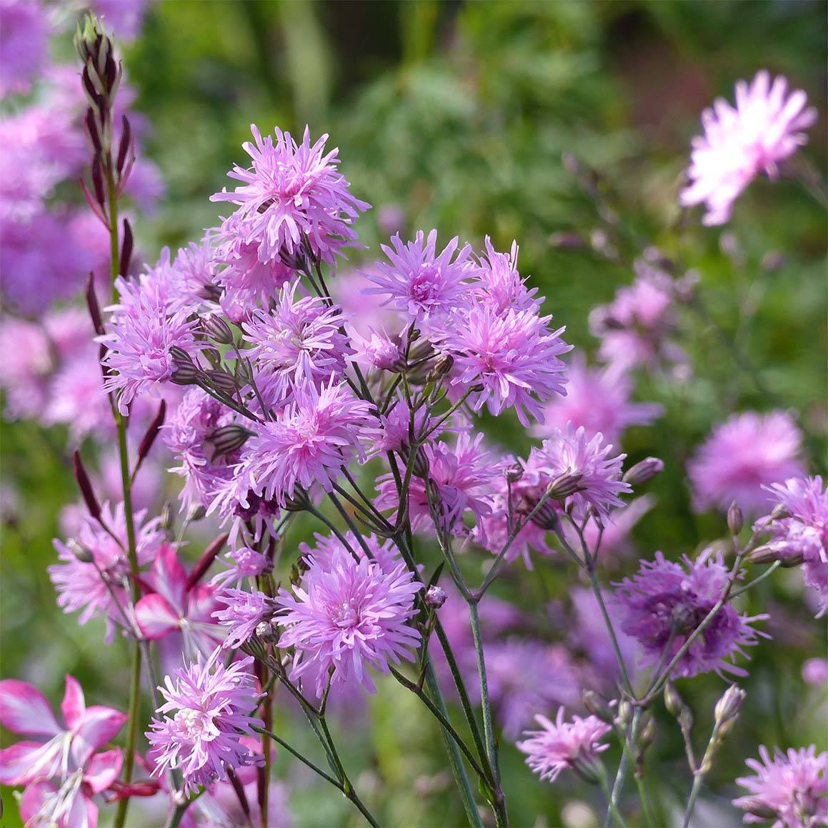 Lychnis flos cuculi Jenny - Oeillet des prés rose  Godet de 7/8 cm