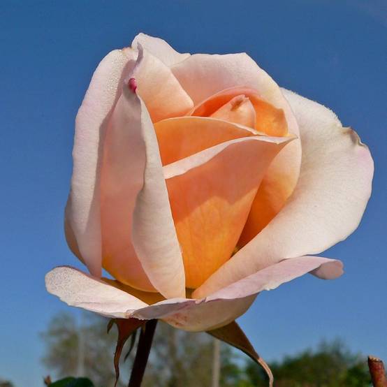 Promesse de Fleurs - Rosier à grandes fleurs Michele Meilland Pot de 4L/5L