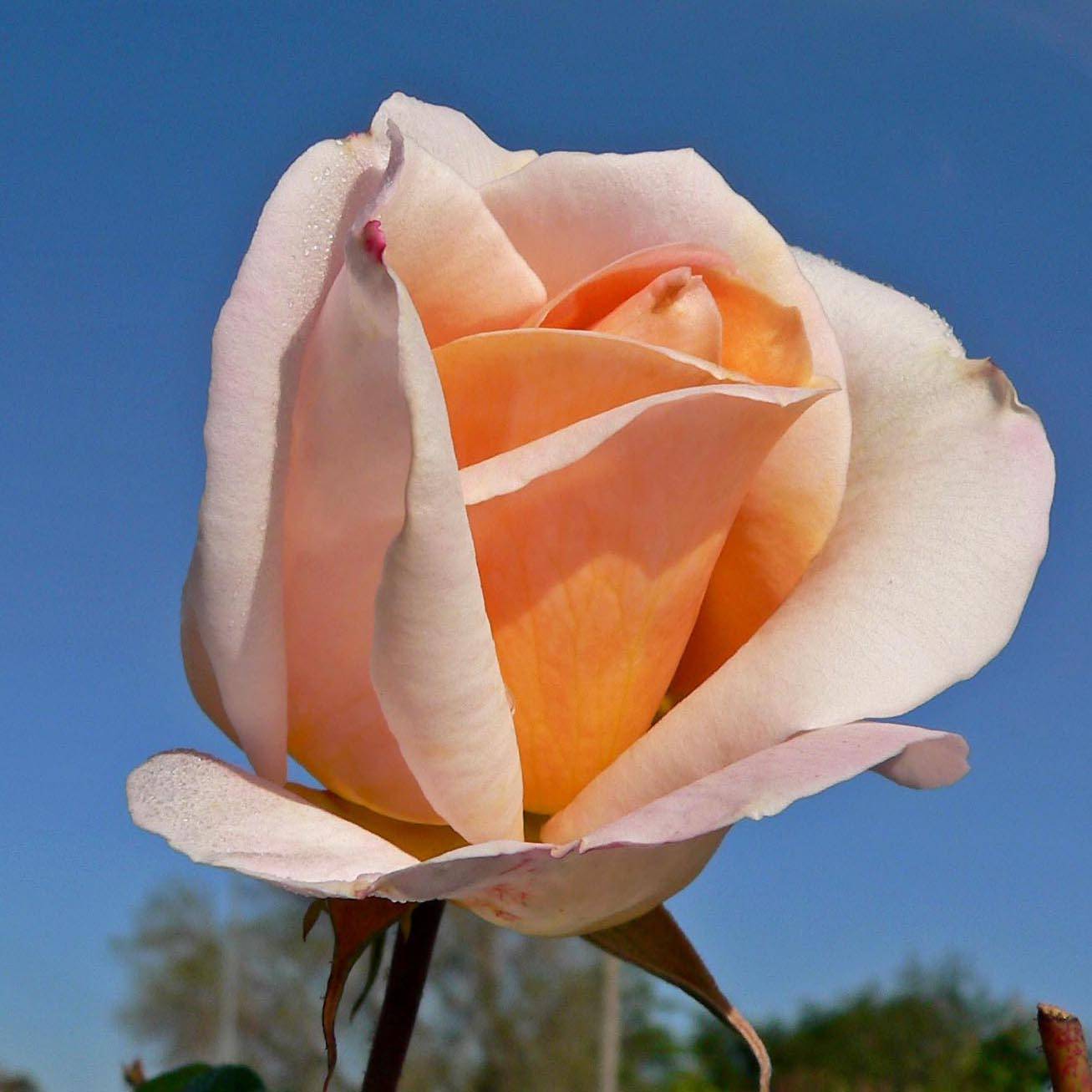 Promesse de Fleurs - Rosier à grandes fleurs Michele Meilland Pot de 4L/5L