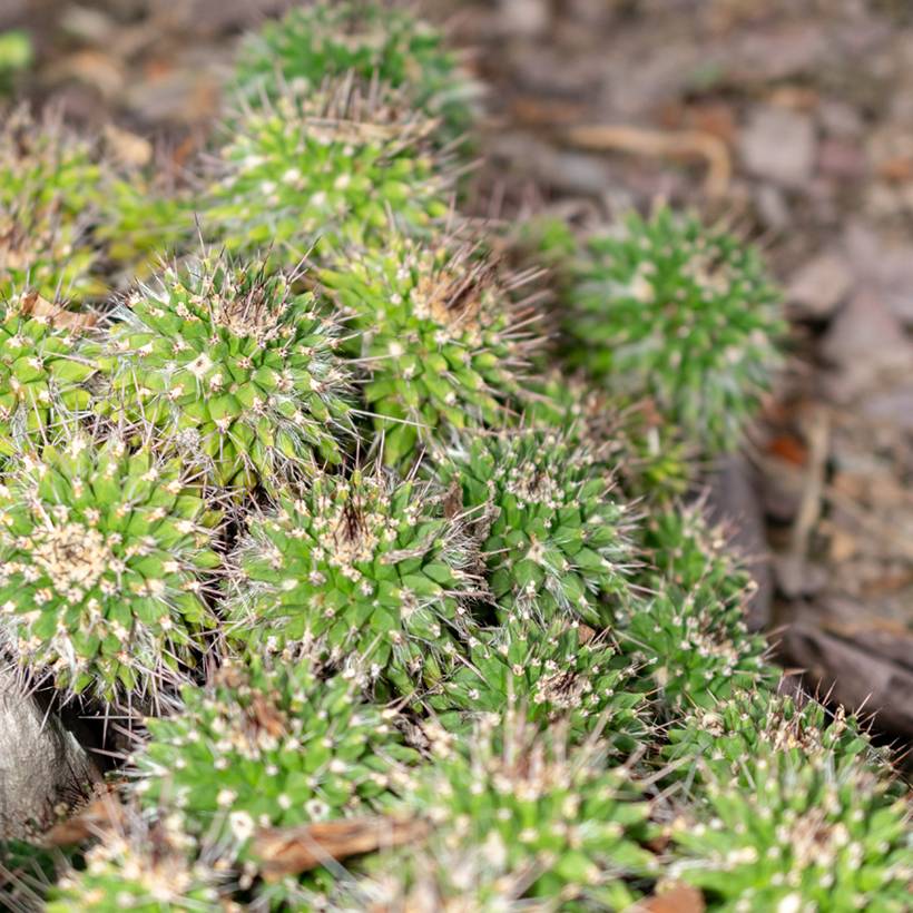 Promesse de Fleurs - Cactus - Mammillaria compressa Pot de 4L/5L, 15/18 diamètre