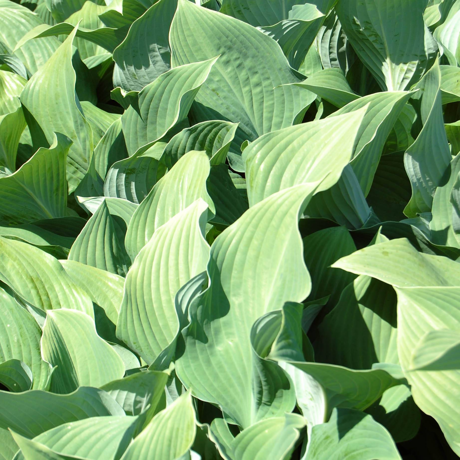 Hosta fortunei var hyacinthina Godet de 8/9 cm - Jardiland