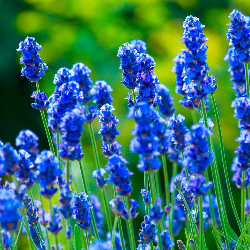 20 Lavandes 'Hidcote Blue' (Lanvandula 'Hidcote Blue') - Haie de Lavande -  - Pépinières Naudet - Imagen 2