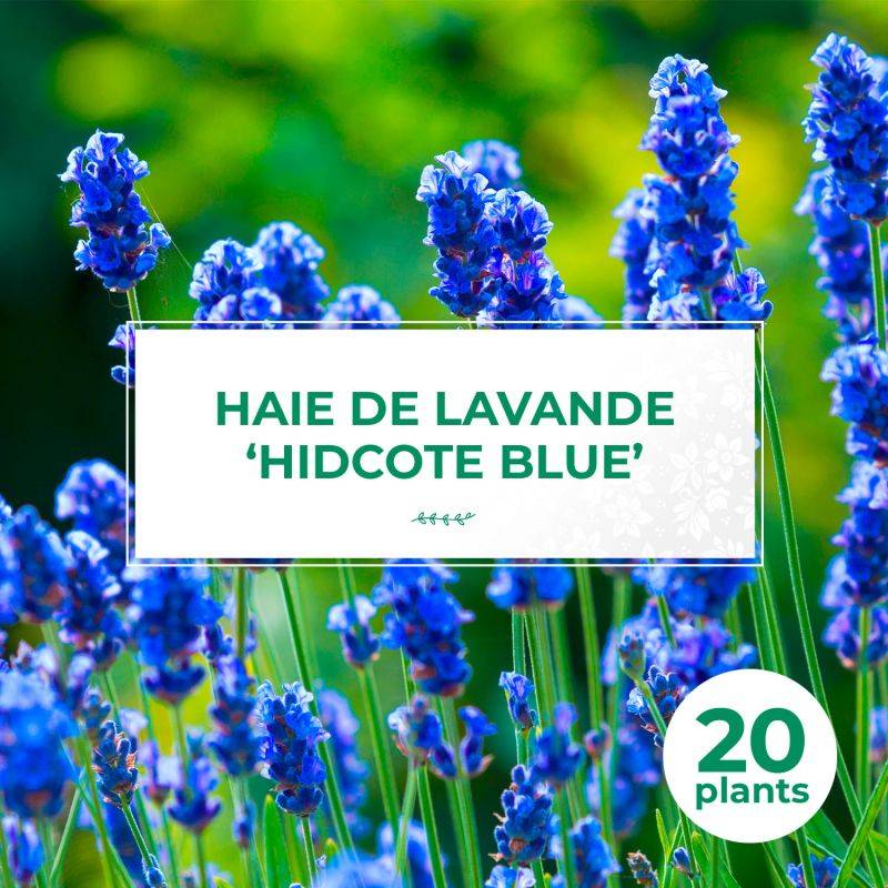 20 Lavandes 'Hidcote Blue' (Lanvandula 'Hidcote Blue') - Haie de Lavande -  - Pépinières Naudet - Imagen 1