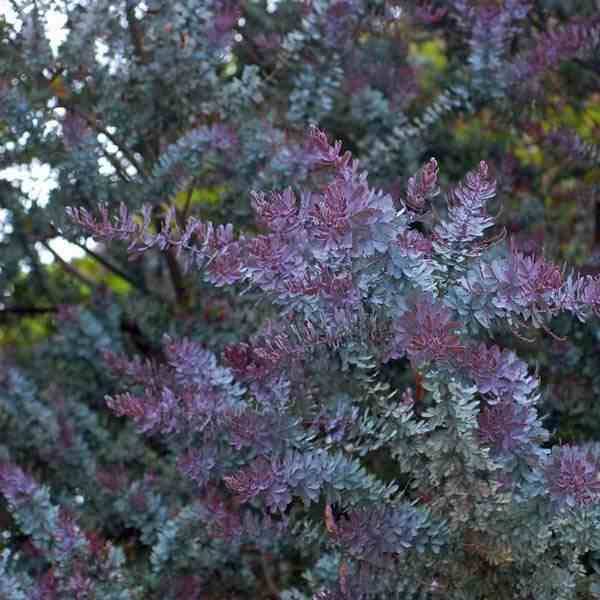 Sans Marque - Acacia baileyana 'Purpurea' (Acacia Pourpre De Bailey) Pot de 20 Litres -160/180cm - Image 2