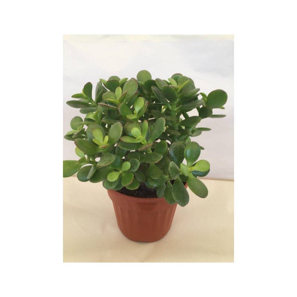 Promesse de Fleurs - Crassula ovata Minor Pot de 1L/1,5L