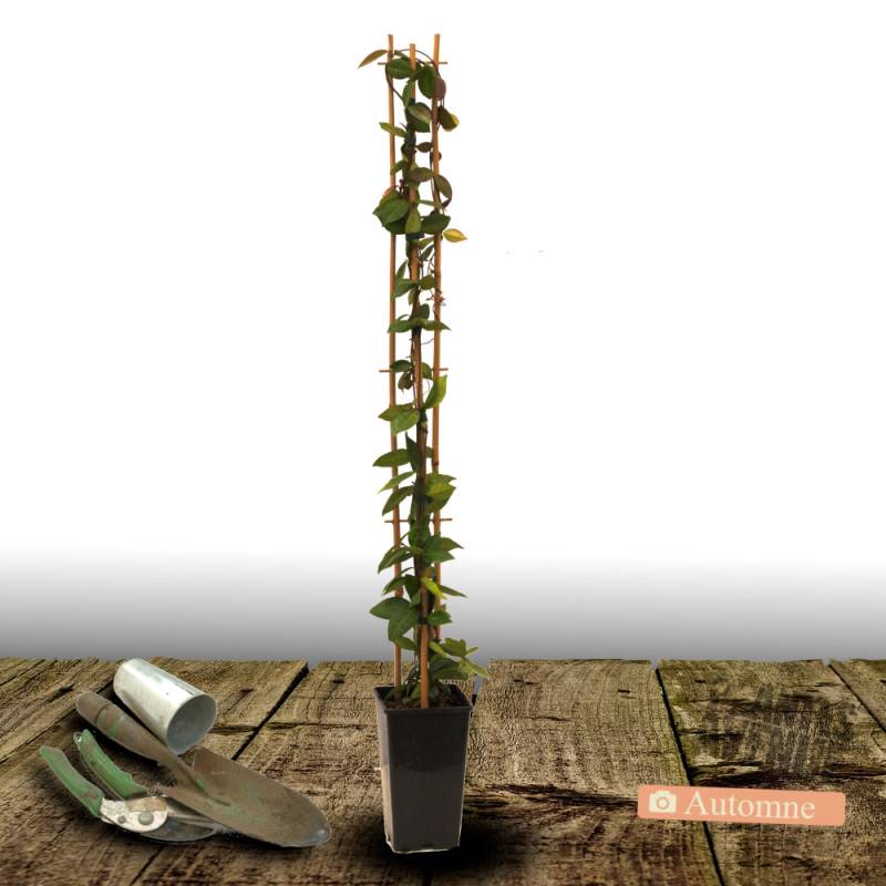Jasmin étoilé jaune à fleurs Jaune - feuillage Persistant - Pot de 3L - Echelle bambou 60/120 cm-  hauteur à maturité De 3,00 m à 5,00 m - Imagen 2