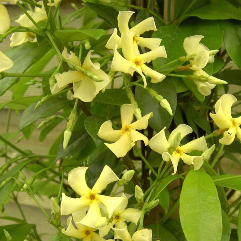 Jasmin étoilé jaune à fleurs Jaune - feuillage Persistant - Pot de 3L - Echelle bambou 60/120 cm-  hauteur à maturité De 3,00 m à 5,00 m - Imagen 6