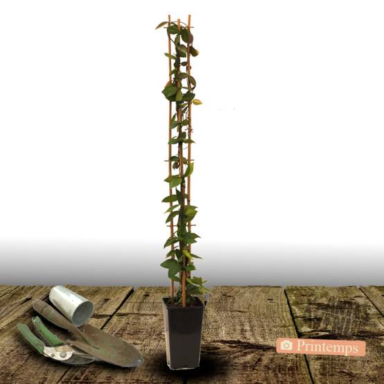 Jasmin étoilé jaune à fleurs Jaune - feuillage Persistant - Pot de 3L - Echelle bambou 60/120 cm- hauteur à maturité De 3,00 m à 5,00 m - Image 5