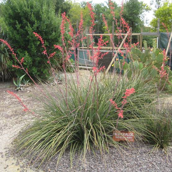 Hesperaloe parviflora Rubra - Yucca Rouge. Pot de 2L/3L
