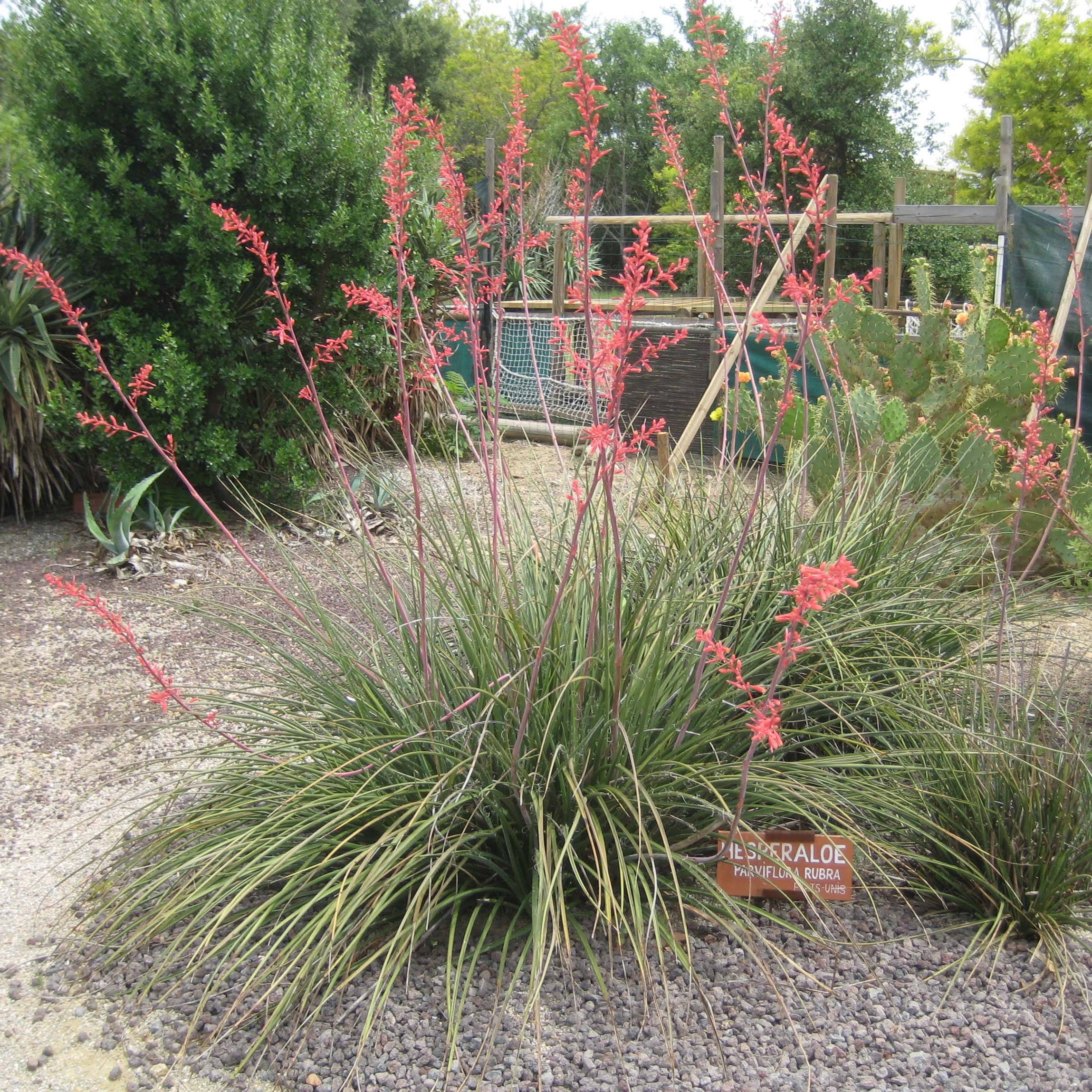 Hesperaloe parviflora Rubra - Yucca Rouge. Pot de 2L/3L