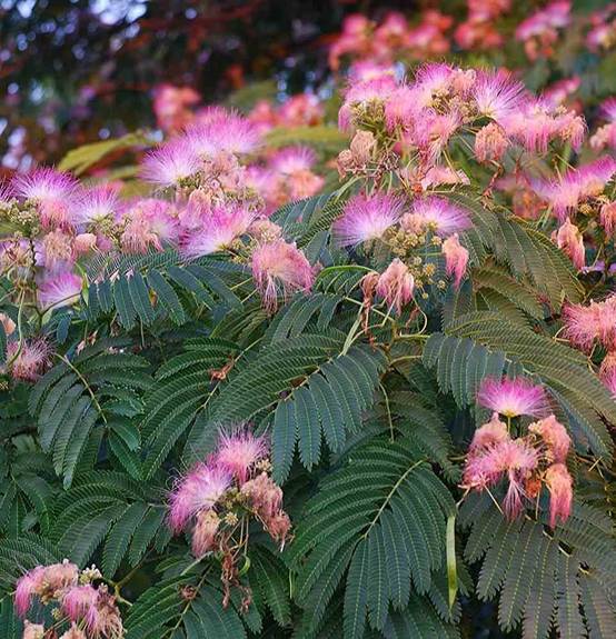 Sans Marque - Albizia julibrissin (Arbre à soie rose - Acacia de Constantinople) Couleur floraison:Rose - Taille:Pot de 3,5L - 80/100cm - Image 2