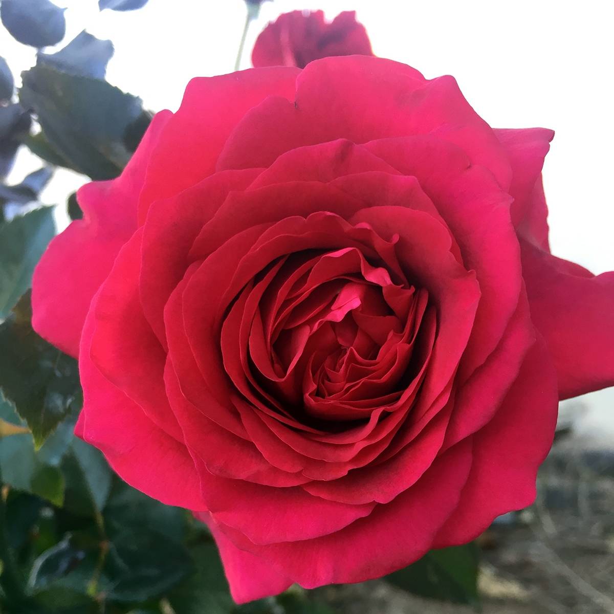 Promesse de Fleurs - Rosier à grandes fleurs Roi de Coeur  Pot de 4L/5L