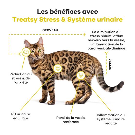 Bouchées Stress & Urinaire Chat – Complément Anti-Stress & Cystite Idiopathique Féline (CIF) – L-Tryptophane, Oméga-3, N-Acetyl-D-Glucosamine-Treatsy - Image 3