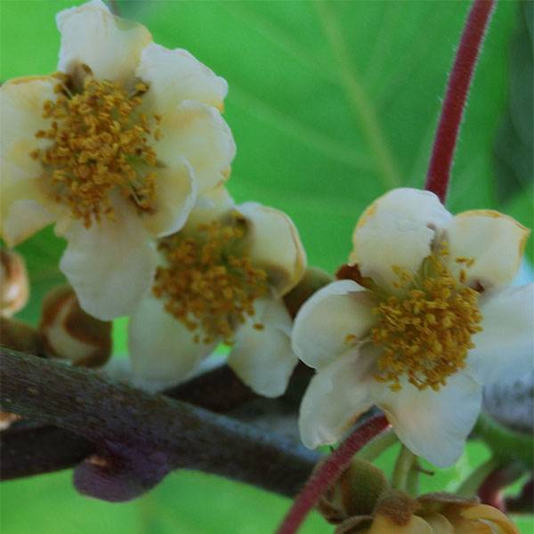 Promesse de Fleurs - Kiwi Atlas (mâle) - Actinidia deliciosa Pot de 1,5L/2L