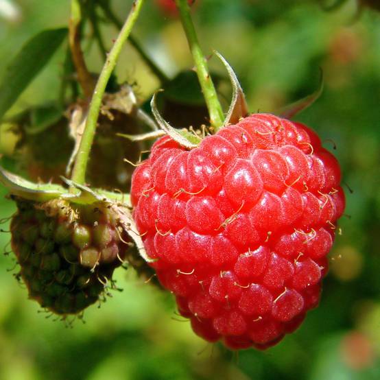 Promesse de Fleurs - Framboisier Willamette (non remontant) Pot de 1,5L/2L, Buisson