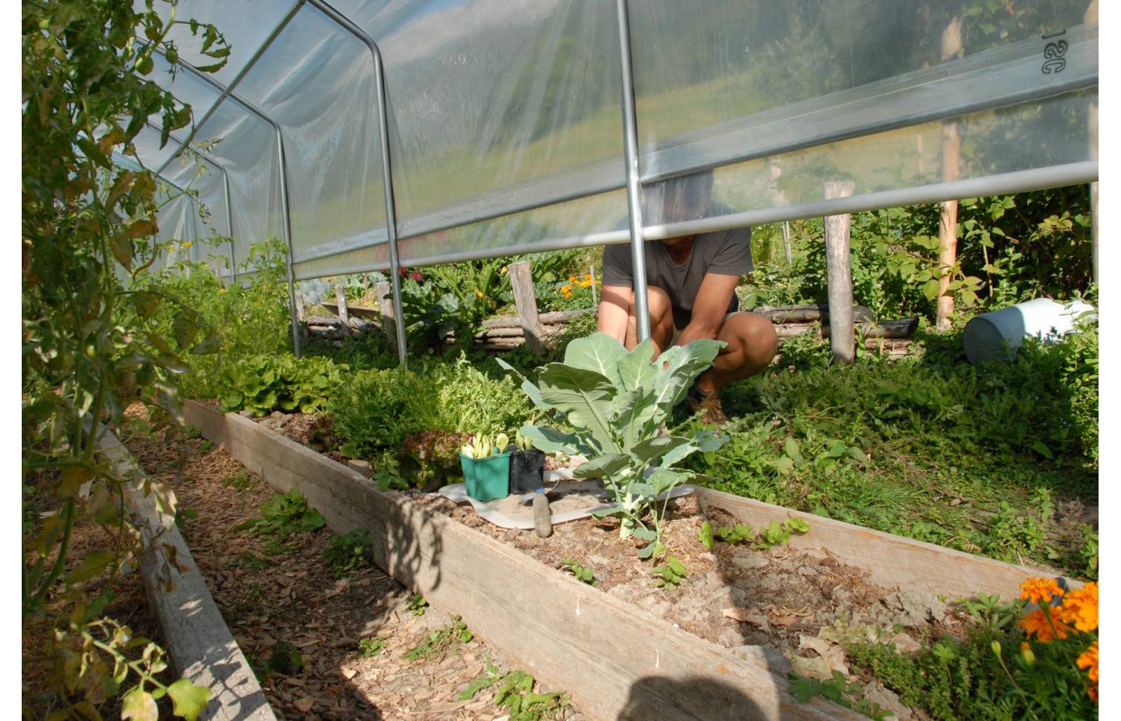 Serre tunnel de jardin - 18m² - 3 x 6 m - pieds droits - aérations latérales - 4 saisons - LES SERRES TONNEAU - Image 7