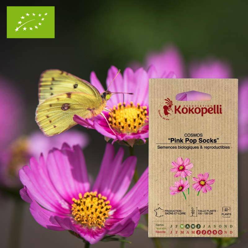 Association Kokopelli - Cosmos Pink Pop Socks- Graines bio à semer - Imagen 1