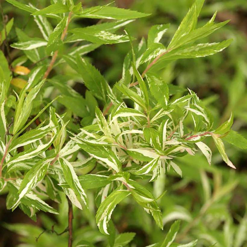 Promesse de Fleurs - Spiraea thunbergii Mount Fuji - Spirée de Thunberg Pot de 4L/5L