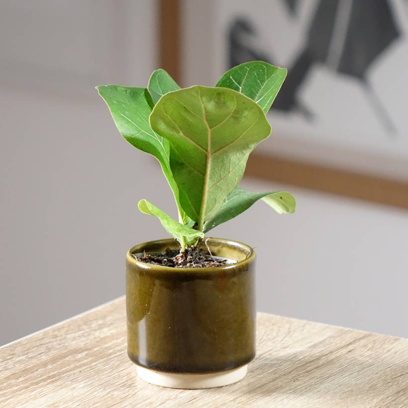 Ficus lyrata - Figuier lyre Mini-plante