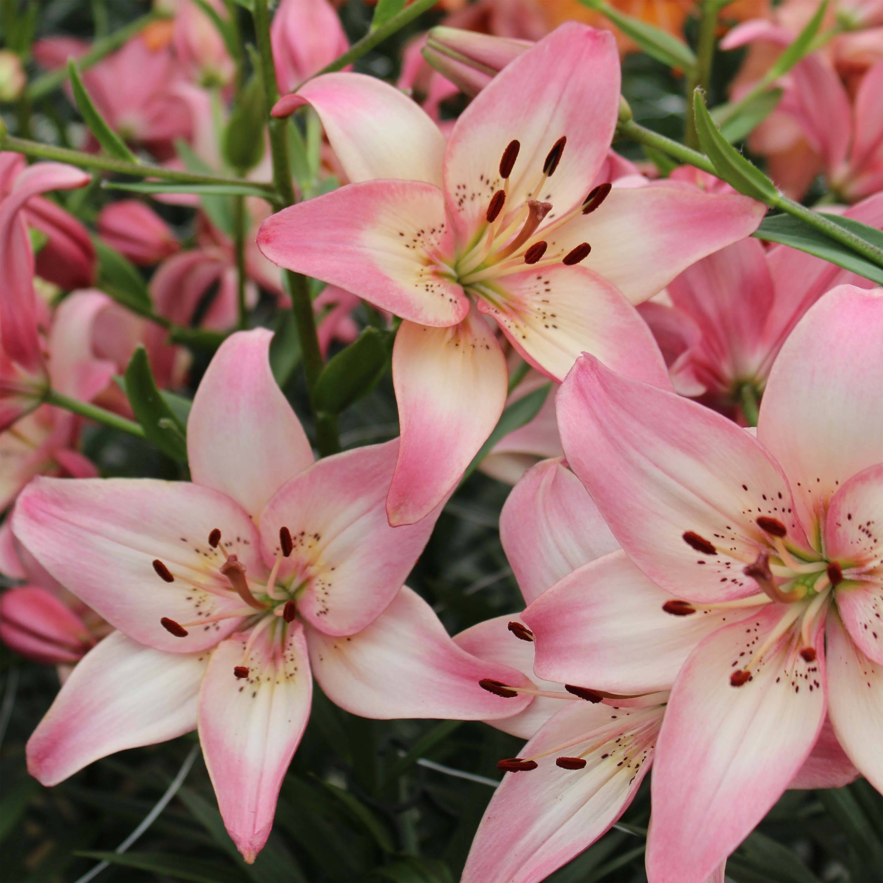 Promesse de Fleurs - Lis asiatique Rosella's Dream Bulbe calibre 16/18 (par 3)