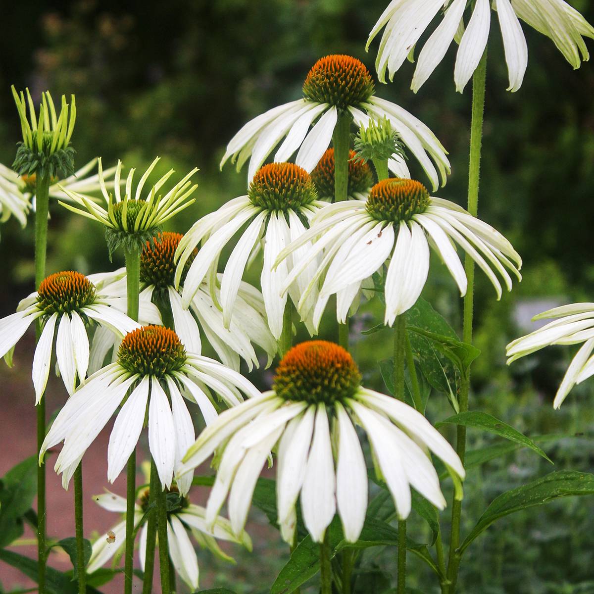 Promesse de Fleurs - Graines d'Echinacea purpurea White Swan BIO - Echinacée blanche le sachet de 50 graines environ (0,4g)