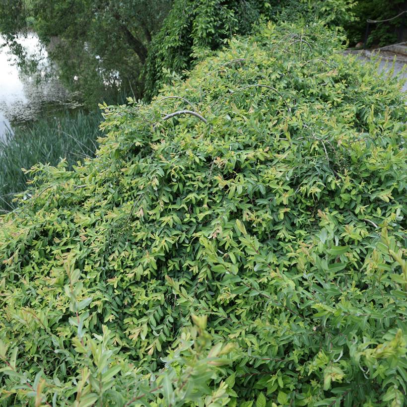 Saule pommelé pleureur - Salix integra Pendula Pot de 3L/4L, Tige, Tige de 100 cm - Image 1