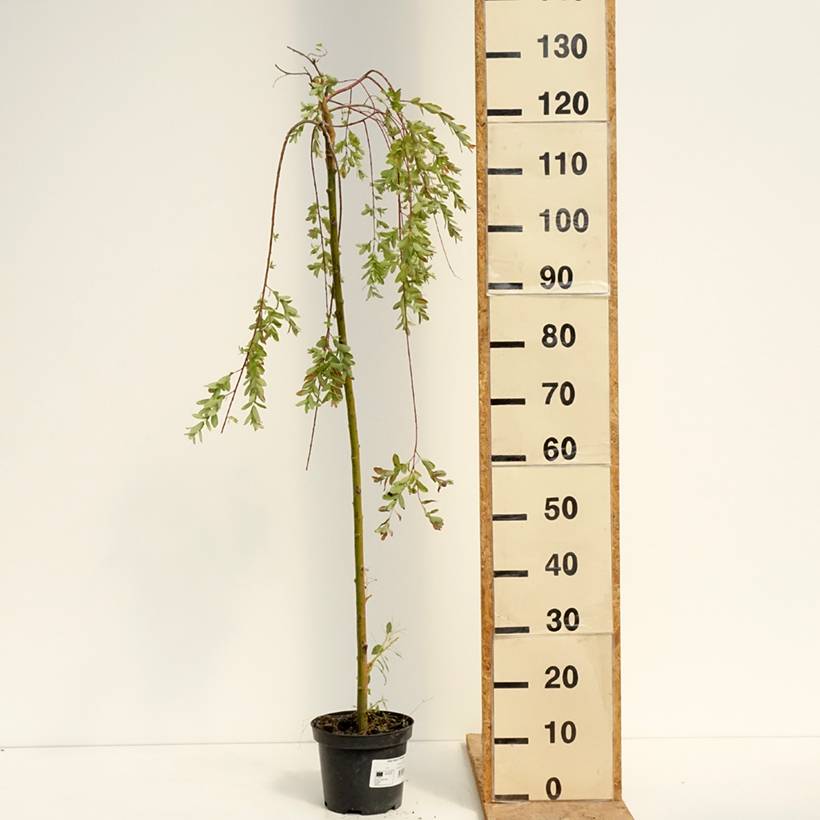 Saule pommelé pleureur - Salix integra Pendula Pot de 3L/4L, Tige, Tige de 100 cm - Image 2