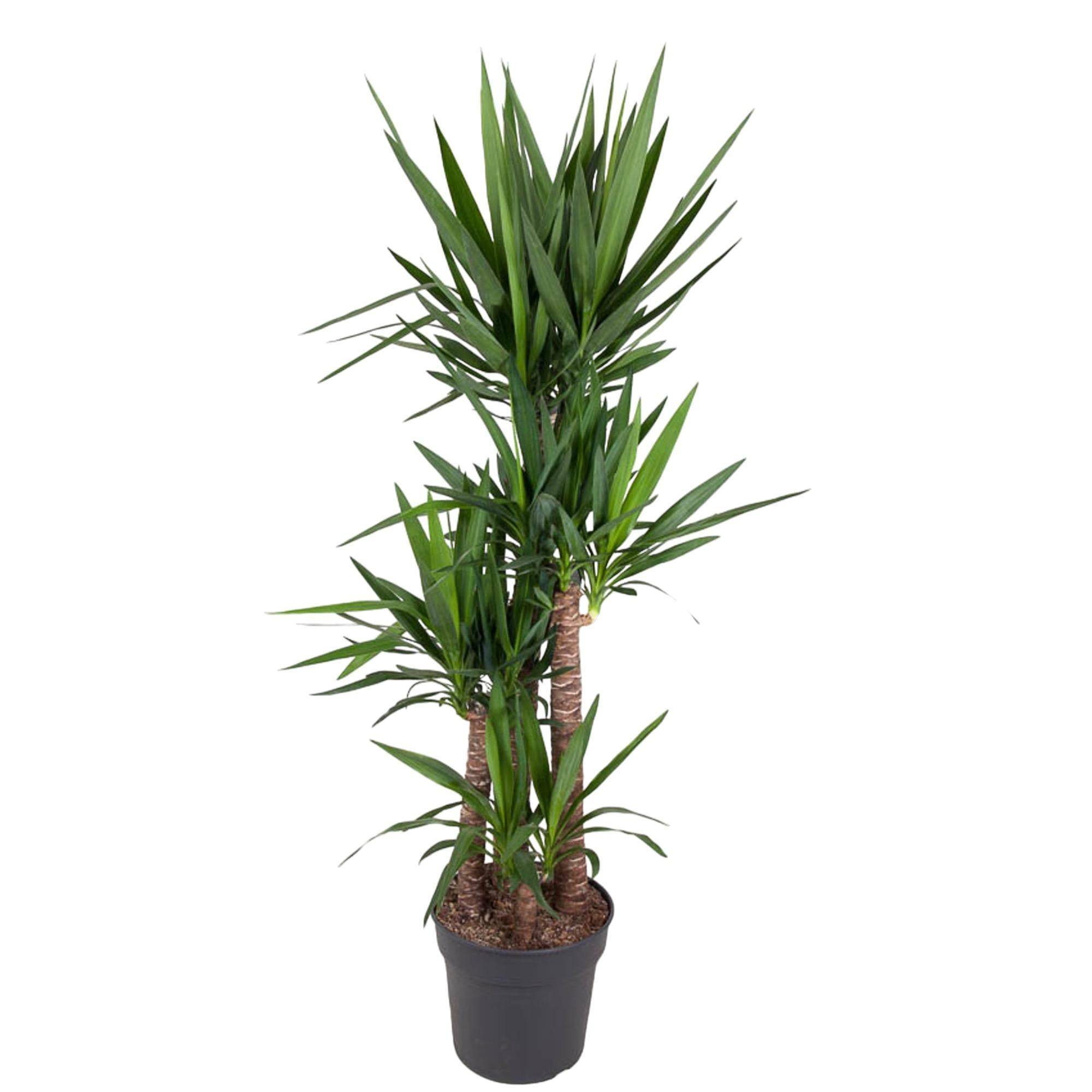 Yucca Elephantipe - D34 H180cm