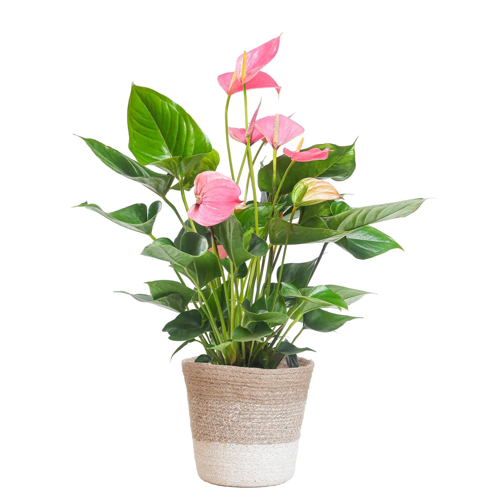 La Green Touch - Anthurium Rose et son pot- La Green Touch Panier Blanc - Hauteur 55cm