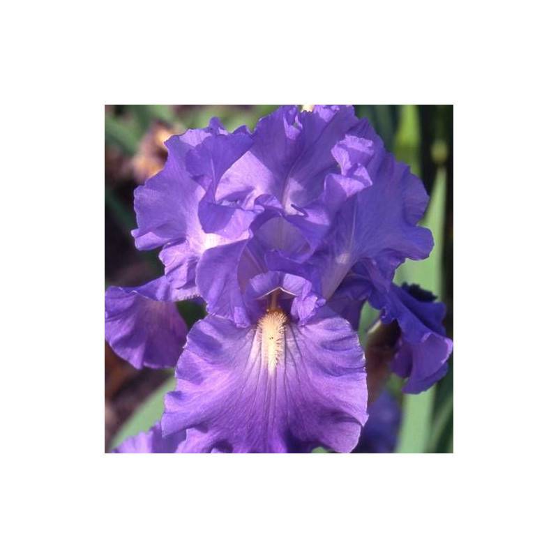 Iris des jardins Victoria Falls à fleurs Bleue/ - feuillage Caduc - Godet - 5/20 cm - Imagen 1