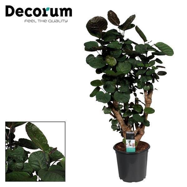 La Green Touch - Polyscias Fabian - Aralia - H 95 cm, pot Ø21 cm