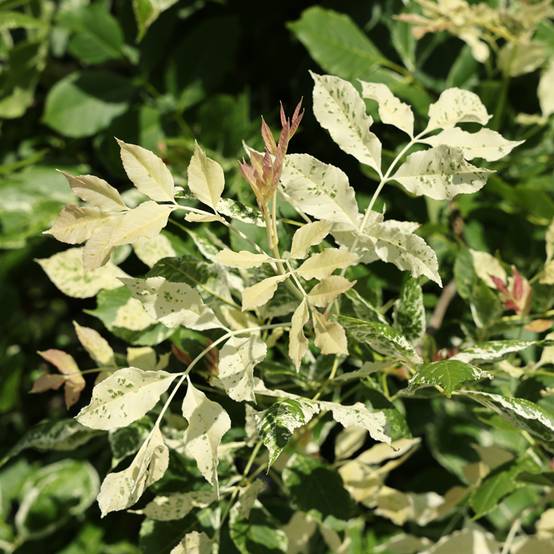 Fraxinus americana Hunky Punk - Frêne d'Amérique panaché Pot de 7,5L/10L - Image 1