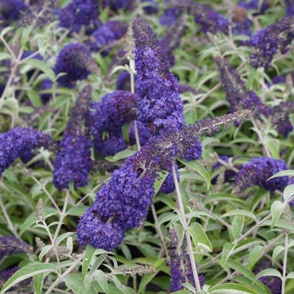 Promesse de Fleurs - Buddleia davidii Adonis Blue, Arbre à papillons Godet de 8/9 cm - Image 1