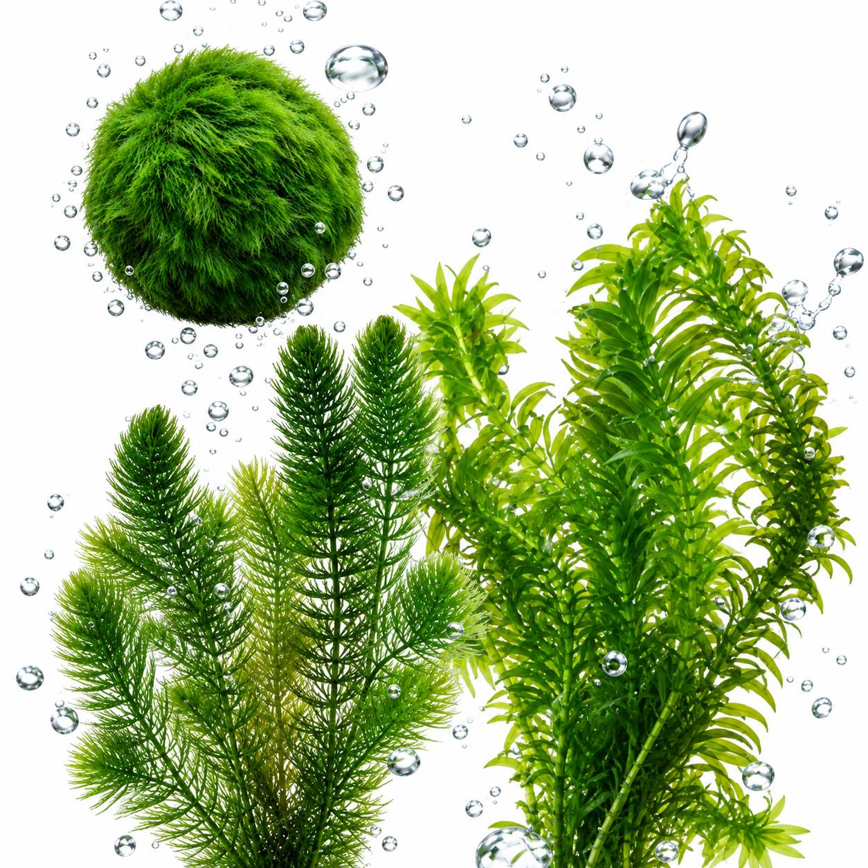 Kit plantes oxygénantes bassin 100-1.000 L - contre algues et eau verte