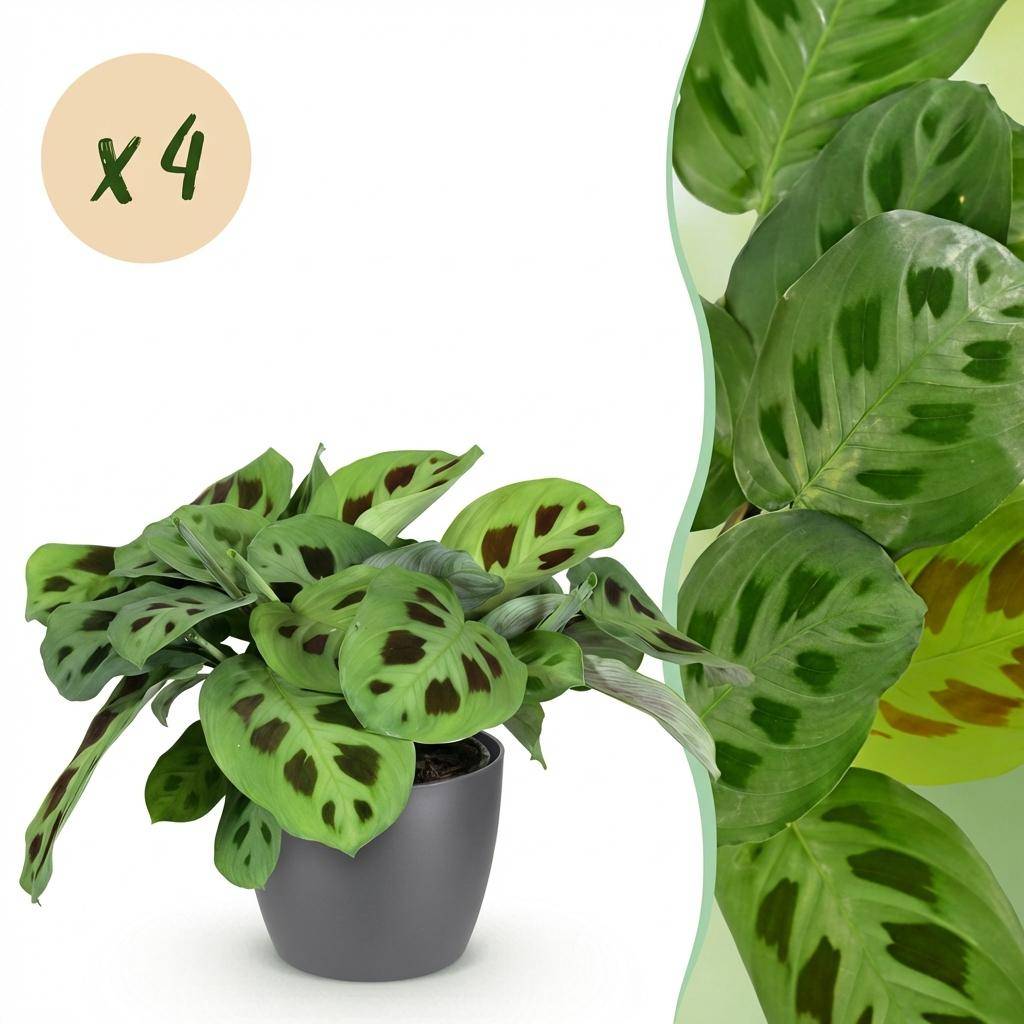 Maranta Fascinator Kerchoveana - Pet-friendly - Pot de 12cm - Hauteur 25cm - 4 plantes - Gris - Plantes d'intérieur
