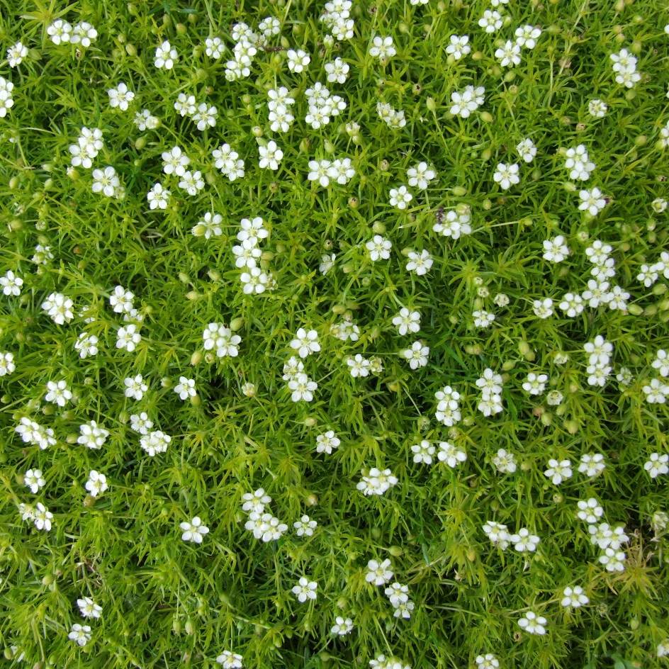 Promesse de Fleurs - Sagina subulata - Sagine subulée Pot de 2L/3L
