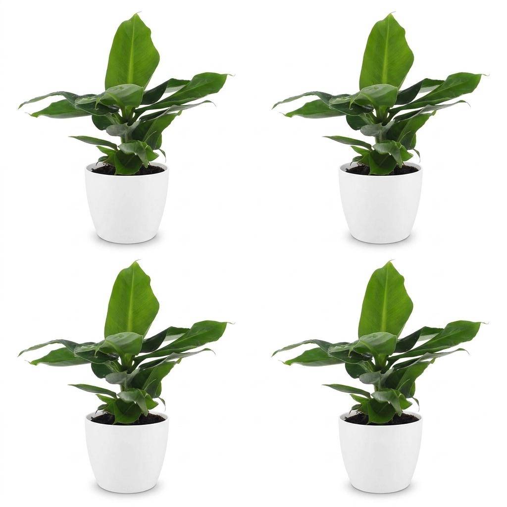 La Green Touch - Musa Oriental Dwarf - Bananier nain - Lot de 4 plantes - Avec cache-pot blanc - Pot Ø12 cm, H 30 cm - Image 2